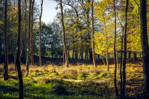Trees with yellow leaves in the fall Stock Photos
