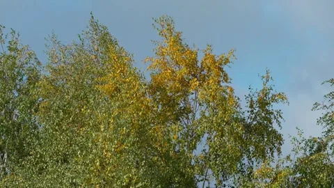Trees with yellow leaves Stock Footage 331127362