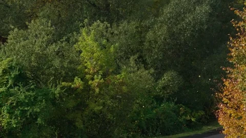 Trees with yellow leaves Stock Footage 331127390