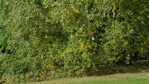 Trees with yellow leaves Stock Footage 331127422