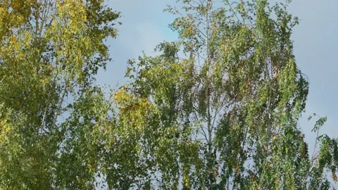 Trees with yellow leaves Stock Footage 331127444