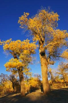 Trees with yellow leaves Stock Photos