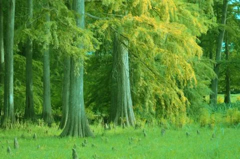 Trees with yellow shadows Stock Photos