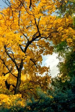 Trees in yellow with the sky Fotos de archivo