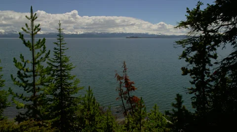 TREES BY YELLOWSTONE LAKE (PAN) Stock Footage