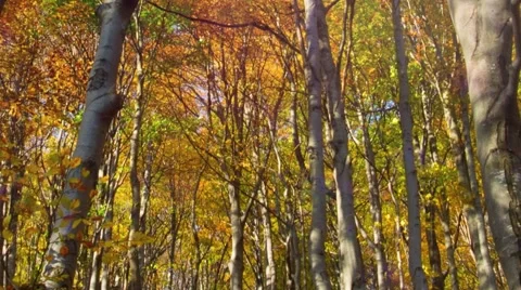 Trees zoom in Stock-Footage 42613378