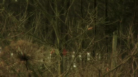 Trees_7 Video stock 329044