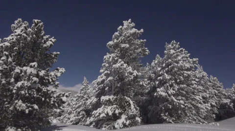 TREES_FULL_OF_SNOW_SLIDING.MTS Stock Footage 32302523