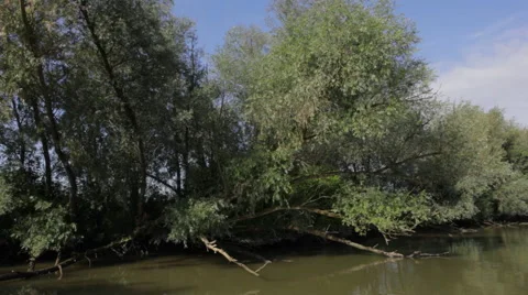 Tree's_hanging_over_kreek 스톡 동영상 49164494