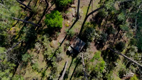 Trees_top_down Stock Footage 304216390