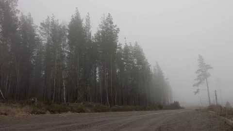 Treesandfogstrongwind Stock Footage 169103953