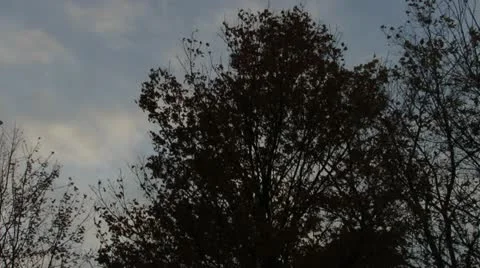 TreesBlowing Stock Footage 12491768