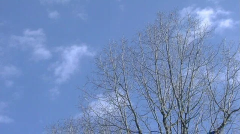 TreesClouds001 Stock Footage 358732