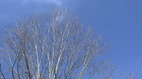 TreesClouds002 Stock Footage 358741