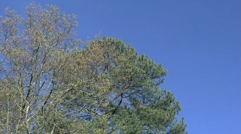 TreesClouds003 Vídeos de archivo 358747