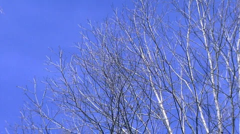 TreesClouds004 Vídeos de archivo 358756