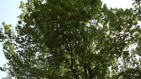 TreesEastHampton1 Stock Footage 90668021