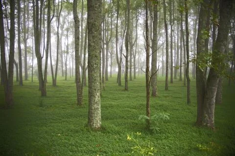 TreesFogBrevard1 Stock Photos