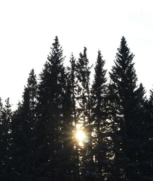  treeshine Foto stock