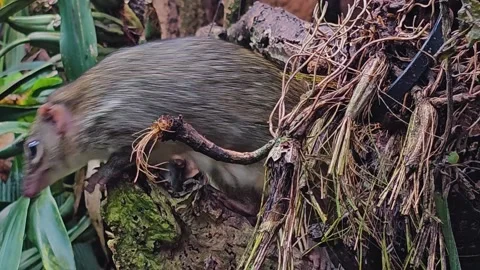 A treeshrew  Stock Footage 269817826