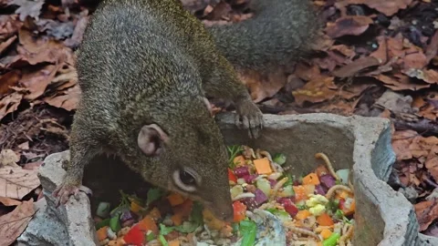 A Treeshrew picking food  Stock Footage 266060237