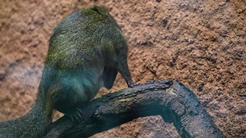 Treeshrew sitting on a branch Stock Footage 267494552