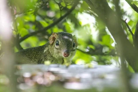 Treeshrew under the bushes looking to be careful Stock Photos