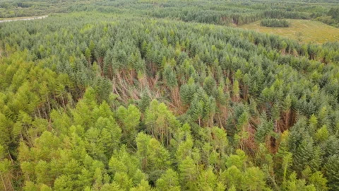 TreesKnockedInForest Stock Footage 315465778