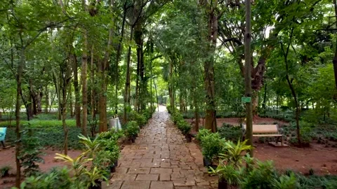 Trees,Pavement,park 2 Stock Footage 252057398