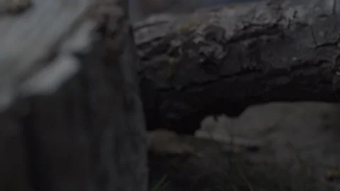 Treestump Creek Close Up Macro Pan Video stock 130611644