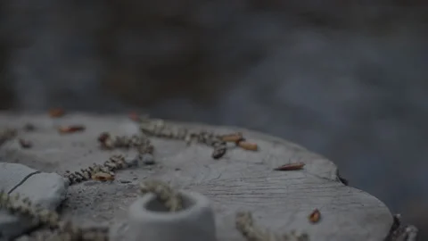 Treestump Creek Close Up Macro Pan Video stock 130659416