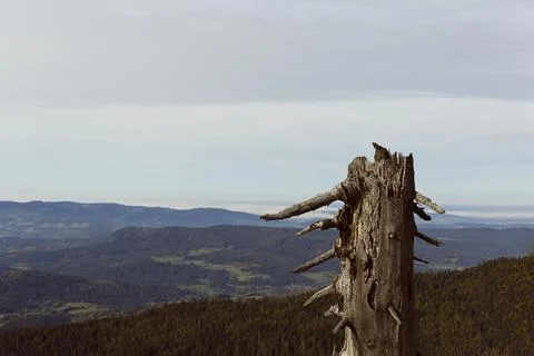 Treestump in the mountains Stock Photos