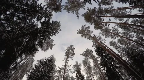 Treetop and clouds, 4K time lapse Stock Footage 46141696