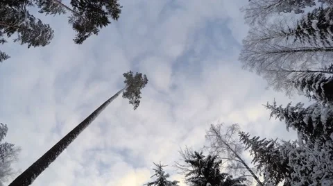 Treetop and clouds, 4K time lapse Stock Footage 46141769