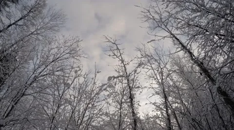 Treetop and clouds, 4K time lapse Stock Footage 46142034