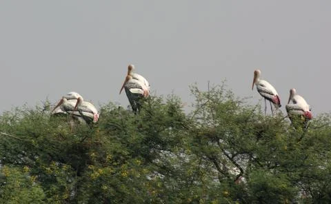 Treetop and storks Stock Photos