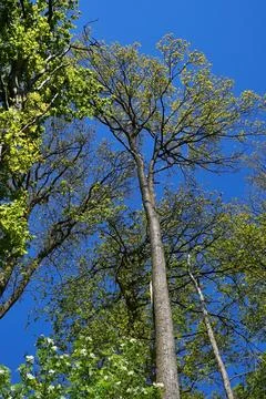 Treetop of a bare tree trunk in front of a dark blue sky Stock Photos