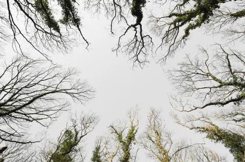Treetop from Below Stock Photos