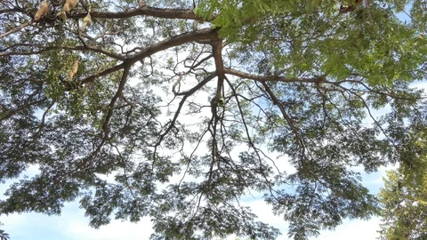 Treetop of big tree in forest. Stock Footage 114088010