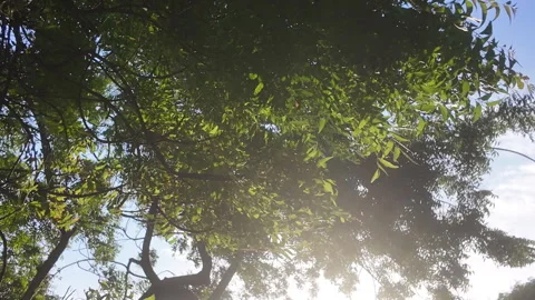 Treetop branches with green leaves rustling and swaying in strong wind breeze Stock Footage 343198178