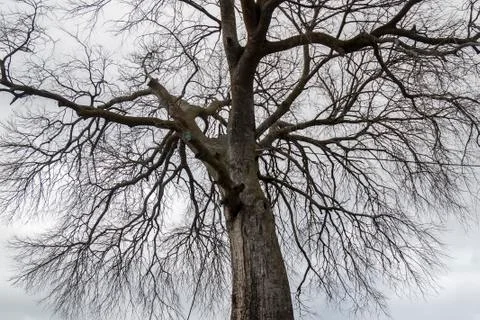Treetop branches of a leafless tree in winter Stock Photos
