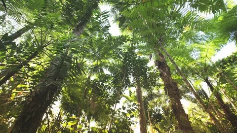 Treetop Canopy in Rainforst Video stock 94203276