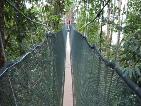 Treetop Canopy Walk Stock Footage 94482390