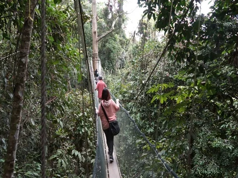 Treetop Canopy Walk Stock Footage 94510147