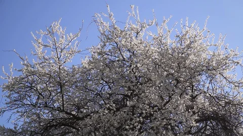 Treetop of the cherry plum tree with beautiful spring white flowers Stock Footage 128298895