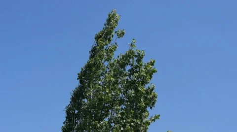 Treetop on the clear blue sky in wind Background Stockbeeldmateriaal 8688183