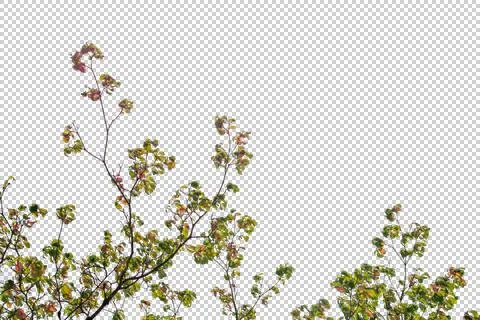 Treetop close-up with Sun rays + Alpha Fotos Stock