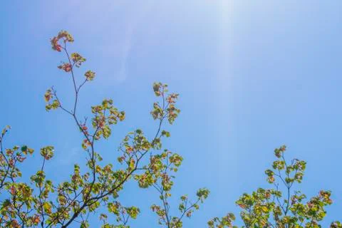 Treetop close-up with Sun rays Fotos Stock