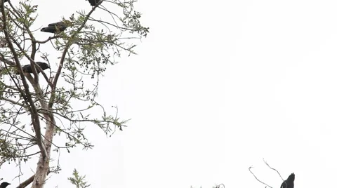Treetop crows with copy space Stock-Footage 50666742