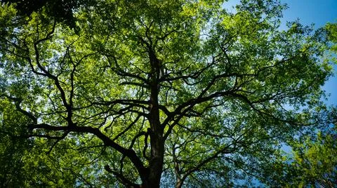 Treetop of decidious tree Stock Photos